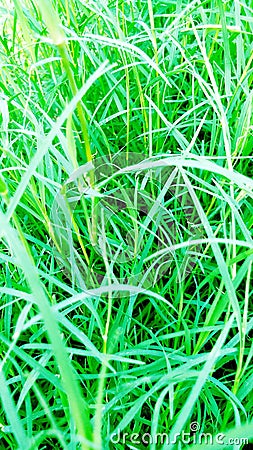 Cynodon dactylon dubh bermuda grass photo Stock Photo